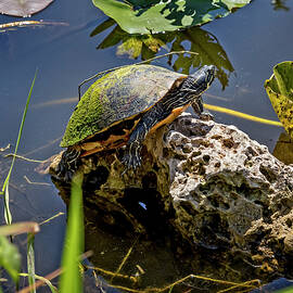 Red Belly Turtle by Kelley King