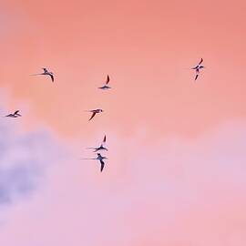Red-billed tropicbirds Soaring in Twilight Glow by Bruce Block