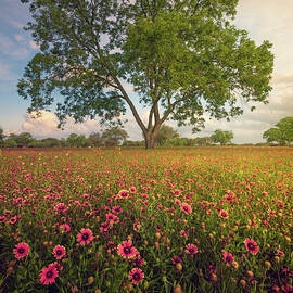 Red Carpet by Slow Fuse Photography