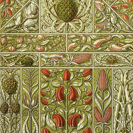 Red Chillies, Pineapple and Corncob -  Art Nouveau illustrations by Anton Seder by Anton Seder