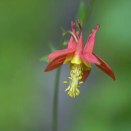 Red Columbine Wildflower in Olympic National Park by Nancy Gleason