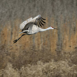 Red Crown, Pale Season #6788 by Dan Beauvais