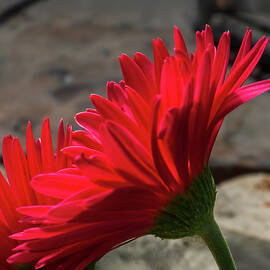 red english daisy by Joe Schofield