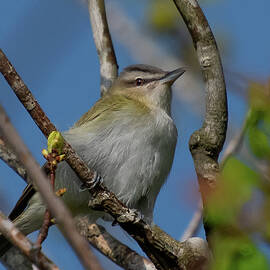 Red-eyed Vireo Portrait by Cascade Colors