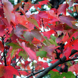 red fall leaves by Flees Photos