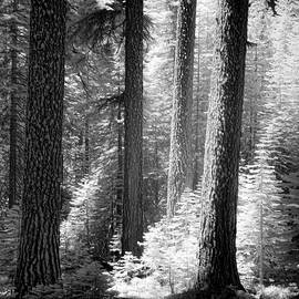 Red Fir Grove Infrared - Plumas County California by Mike Lee