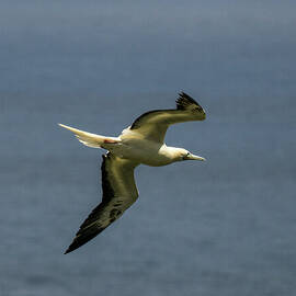 Red-Footed Booby in Flight at Kilauaea by Nancy Gleason