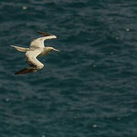 Red-Footed Booby over the Pacific by Nancy Gleason