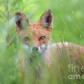 Red fox in the grass by Rehna George