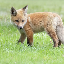 Red Fox Kit Portrait  by Susan Candelario