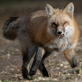 Red Fox. by Paul Martin