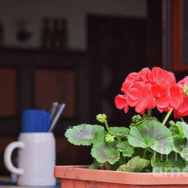 Red geraniums in the restaurant window by Tatiana Travelways