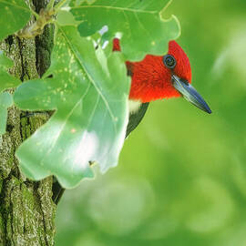 Red-Headed Woodpecker in Foliage by Natural Focal Point Photography