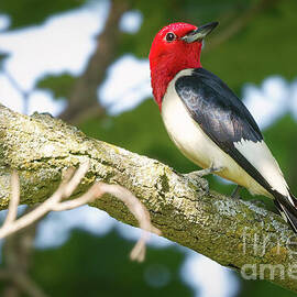 Red-Headed Woodpecker on a Branch by Natural Focal Point Photography