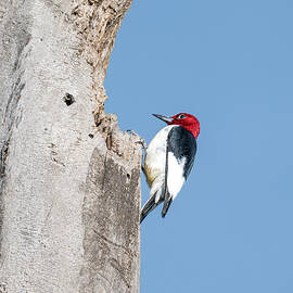 Red-Headed Woodpecker on Tree Trunk by Debra Martz
