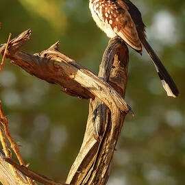 Red Hornbill Perched in Botswana by Natural Focal Point Photography