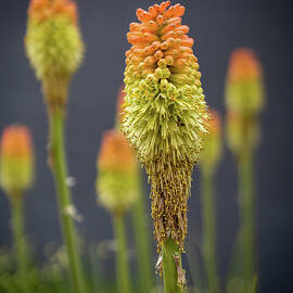 Red Hot Poker by Kevin Schwalbe