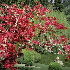 Red Leaf Japanese Maple in a Japanese Garden by Rebecca Herranen
