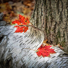 Red Leaves And White Bark by Elvira Peretsman