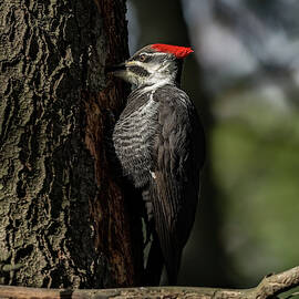 Red Mohawk by James Overesch