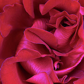 Red Petal Splendor by Barbara Siegel