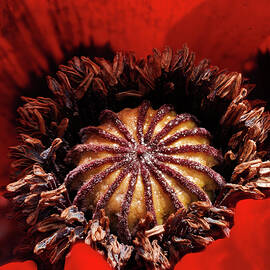 Red Poppy Closeup by Jean Noren