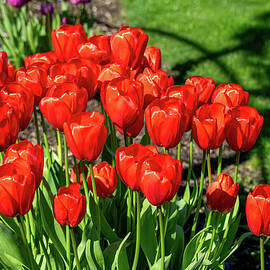 Red Royalty by Tom Cochran