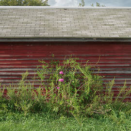 Red Shed Pink Flowers Rural Michigan Farm by Mary Lee Dereske
