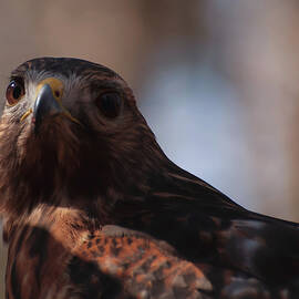 Red Shouldered hawk Close up by Flees Photos