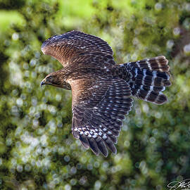 Red-shouldered Hawk in Flight by Joe Fisher