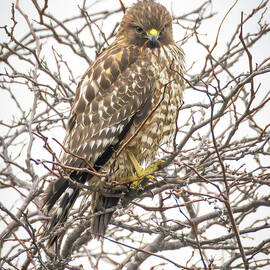 Red-shouldered Hawk Perched on Bare Branches by Joe Fisher