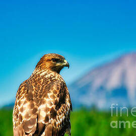 Red-Shouldered Hawk with Mt. McLaughlin in the Background by Bruce Block