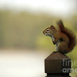 Red Squirrel by Mark Triplett