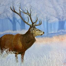 Red Stag 2 by Marlene Little