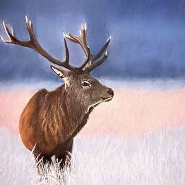 Red Stag by Marlene Little