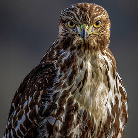 Red-Tailed at Night... by Tim Lyden