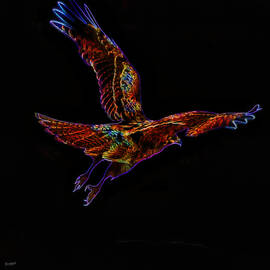 Red Tailed Hawk by Bruce Block