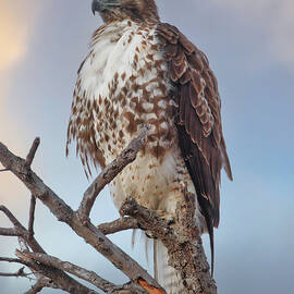 Red-tailed Hawk by Joe Fisher