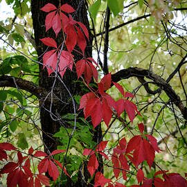 Red Virginia Creeper by Mary Lee Dereske