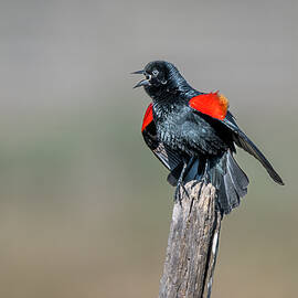 Red-winged Blackbird Calling Across the Wetlands by Debra Martz