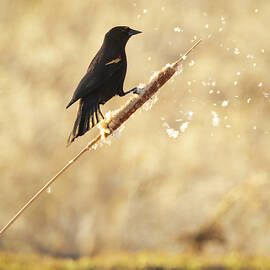 Red-Winged Blackbird on Cattail - Lassen County California by Mike Lee