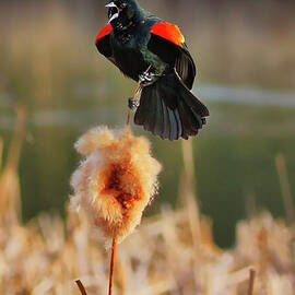 Red-winged Blackbird on Cattail by Thomas Nay