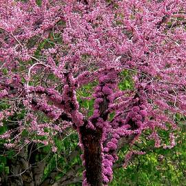 Redbud by Rona Black