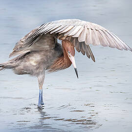 Reddish 56B by Sally Fuller