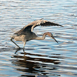 Reddish Egret 28B by Sally Fuller