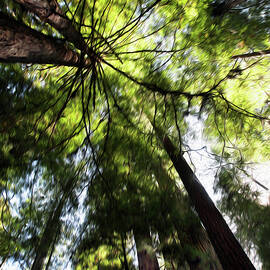 Redwoods 1A by Sally Fuller