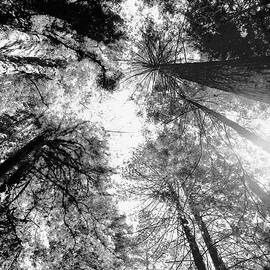 REDWOODS 2E by Sally Fuller
