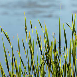 Reeds by Kevin Schwalbe
