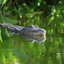 Reflecting by Rebecca Herranen