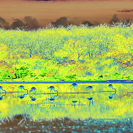Reflection of Flamingos  by Bruce Block